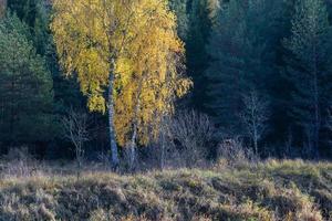 fabriek bladeren in herfst foto