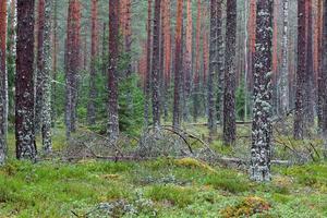 groenblijvend pijnboom en net bossen foto