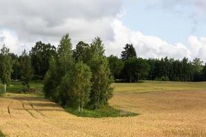 zomer landschappen in Letland foto