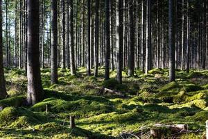 groenblijvend pijnboom en net bossen foto