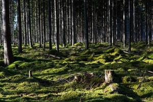 groenblijvend pijnboom en net bossen foto