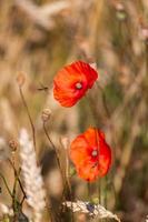 rood klaprozen in een veld- van gewassen foto