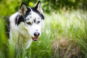 zwart-witte Siberische husky, wandelen in het zomerveld foto