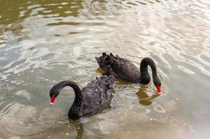 twee zwarte zwanen drijvend op een vuil meer in vervuild water foto