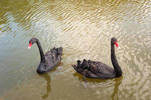 twee zwarte zwanen drijvend op een vuil meer in vervuild water foto