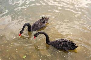 twee zwarte zwanen drijvend op een vuil meer in vervuild water foto