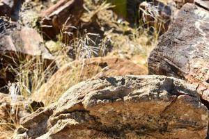 mimetisch hagedis Bij versteend Woud, khorixas, Namibië foto