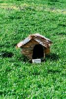 houten hond huis Aan de gras foto