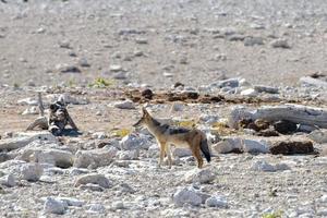 jakhals - etosha, Namibië foto