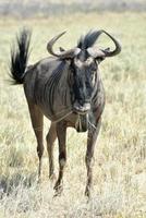 wildebeest in etosha nationaal park foto