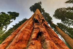 groot bomen spoor in sequoia nationaal park waar zijn de grootste bomen van de wereld, Californië, Verenigde Staten van Amerika foto