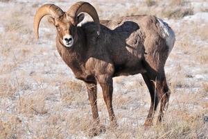 grote hoorn schapen in Wyoming foto