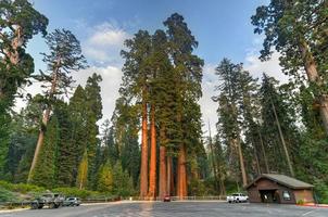 sequoia boom van algemeen verlenen bosje, een sectie van koningen Ravijn nationaal park foto