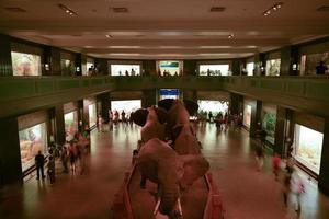 nieuw york stad - juni 9, 2012 - olifant exposeren in de Amerikaans museum van natuurlijk geschiedenis. foto