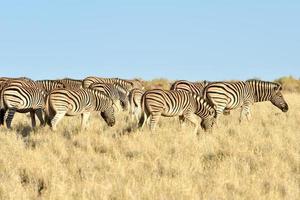 woestijn landschap - namibrand, Namibië foto