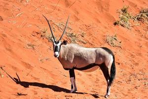 oryx en woestijn landschap - namibrand, Namibië foto