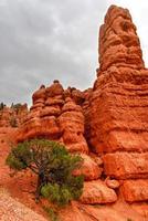 rood Ravijn Bij dixie nationaal Woud in Utah, Verenigde staten. foto