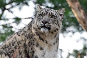 de sneeuw luipaard of ons is een groot kat inheems naar de berg bereiken van centraal en zuiden Azië. foto