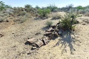 versteend Woud, Namibië foto