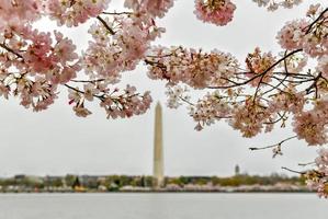kers bloesems Bij de getij bekken met Washington monument in voorjaar seizoen in Washington gelijkstroom, Verenigde Staten van Amerika. foto