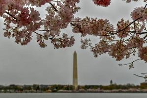 kers bloesems Bij de getij bekken met Washington monument in voorjaar seizoen in Washington gelijkstroom, Verenigde Staten van Amerika. foto