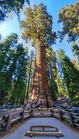 algemeen Sherman sequoia boom foto