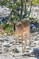 springbok in etosha nationaal park foto