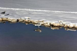 coney eiland strand in brooklyn, nieuw york na een majoor sneeuwstorm. foto