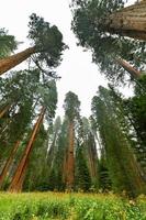 groot bomen spoor in sequoia nationaal park waar zijn de grootste bomen van de wereld, Californië, Verenigde Staten van Amerika foto