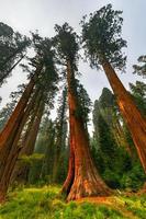 groot bomen spoor in sequoia nationaal park waar zijn de grootste bomen van de wereld, Californië, Verenigde Staten van Amerika foto