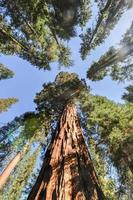 sequoia's in mariposa bosje, yosemite nationaal park foto