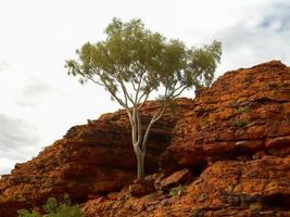 panoramisch visie van koningen Ravijn, centraal Australië, noordelijk grondgebied, Australië foto