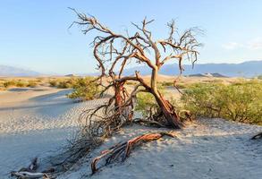 mesquite vlak zand duinen, dood vallei foto
