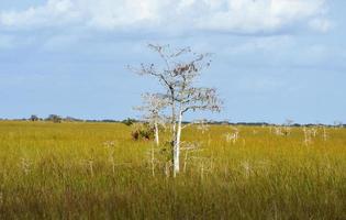 toneel- landschap Florida Everglades foto