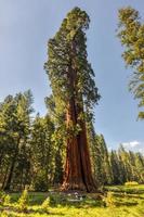 sequoia nationaal park foto