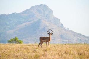 gazelle in mlilwane spel reserveren foto