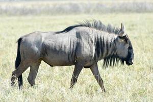 wildebeest in etosha nationaal park foto