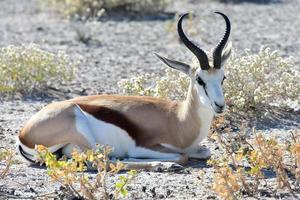 springbok in etosha nationaal park foto