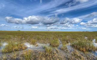 toneel- landschap Florida Everglades foto