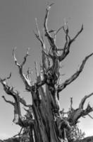 oude borstelkegel pijnboom Woud foto