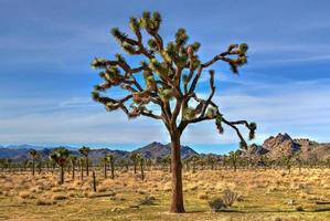 mooi landschap in Joshua boom nationaal park in Californië. foto