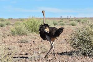 struisvogel, vis rivier- Ravijn -Namibië, Afrika foto