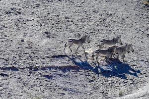 vis rivier- Ravijn -Namibië, Afrika foto