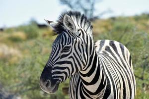 zebra - etosha, Namibië foto