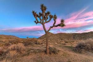 mooi landschap in Joshua boom nationaal park in Californië. foto