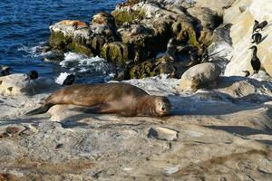 Californië zee leeuwen Aan de rotsen Bij la jolla inham, san diego, Californië foto