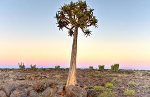 Pijlkoker boom - Namibië foto