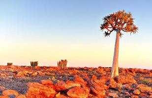 Pijlkoker boom - Namibië foto