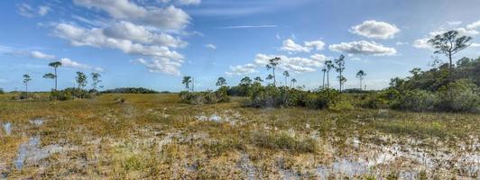 toneel- landschap Florida Everglades foto