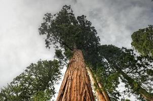 reusachtig sequoia bomen in mariposa bosje, yosemite nationaal park, Californië, Verenigde Staten van Amerika foto